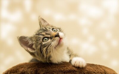 Kittens Rule: Think Twice Before Sending a Cam Girl Your Dick Pic
